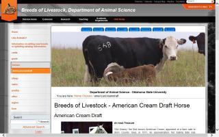 Breeds of Livestock - American Cream Draft