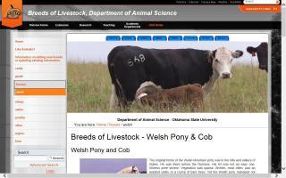 Breeds of Livestock - Welsh Pony & Cob