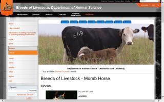 Breeds of Livestock - Morab Horse