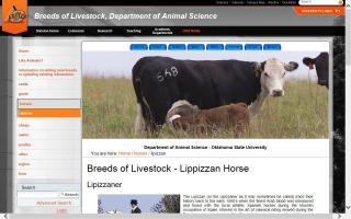 Breeds of Livestock - Lipizzan