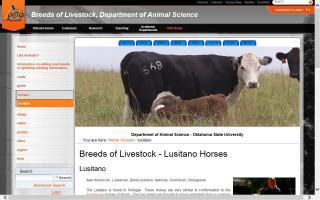 Breeds of Livestock - Lusitano