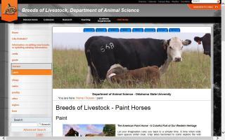 Breeds of Livestock - Paint