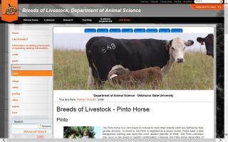 Breeds of Livestock - Pinto