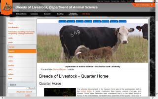 Breeds of Livestock - Quarter Horse
