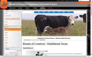 Breeds of Livestock - Saddlebred