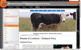 Breeds of Livestock - Shetland Pony