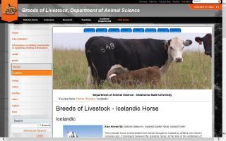 Breeds of Livestock - Icelandic