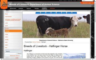 Breeds of Livestock - Haflinger